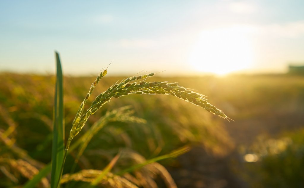 Как климат влияет на сельское хозяйство